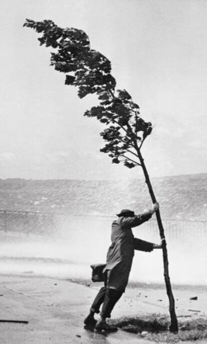 Un hombre sujeta un árbol durante un huracan en Brooklyn en el año 1954.