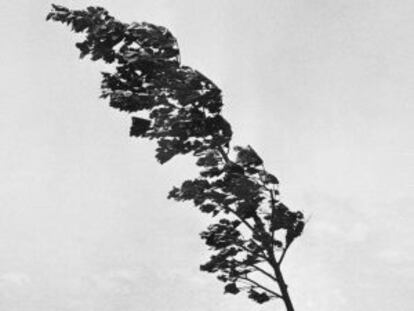Un hombre sujeta un árbol durante un huracan en Brooklyn en el año 1954.