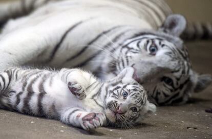 Un tigre de Bengala blanco juega con su cría en el zoo de Borysew, Polonia