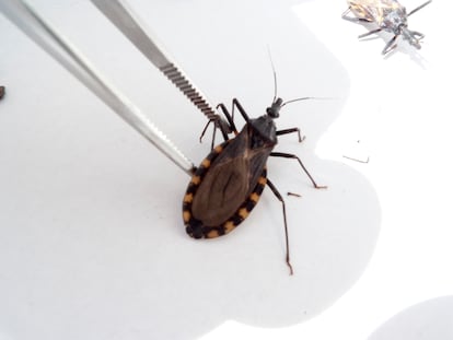 Tratamiento de la enfermedad de Chagas, en Bolivia