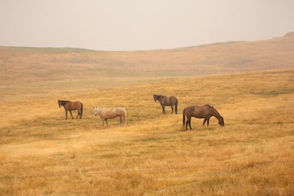 Caballos salvajes en Salmo (Columbia Británica), en una imagen de archivo.