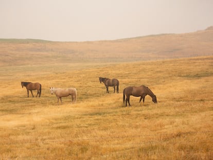 Caballos salvajes en Salmo (Columbia Británica), en una imagen de archivo.