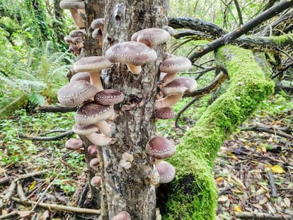 Las setas japonesas cultivadas en pleno bosque asturiano