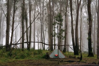 The Scenic Rim abraza una bucólica región agrícola en el sudeste del Estado de Queensland. En 2019 saltó a las páginas de todo el mundo cuando los incendios forestales arrasaron parte de la zona, en un desastre natural sin precedentes. Después vino la covid 19, pero la historia de recuperación de la región es extraordinaria. En muy poco tiempo se han abierto nuevos <i>logdes</i> ecológicos sustituyendo a los destruidos por el fuego; en 2022 está prevista la apertura de la primera vía ferrata de Australia, y se han construido destinos de acampada al estilo safari. Pero el lanzamiento turístico más emocionante tras los incendios es <a href="https://parks.des.qld.gov.au/parks/scenic-rim-trail" target="">The Scenic Rim Trail</a>, una excursión de lujo por el Main Range National Park a través de un sendero que atraviesa un exuberante bosque pluvial, con alojamientos de bajo impacto. Porque la sostenibilidad continúa siendo una prioridad en la región, y ahora con un compromiso medioambiental más exigente que nunca. Hay más que naturaleza y aventura en The Scenic Rim: el recorrido está trufado también de pueblos encantadores, bodegas, apetecibles cafés y galerías de arte. Una Australia para disfrutar de los grandes placeres de la vida.