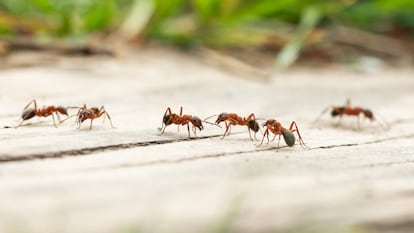 Artículo de EL PAÍS Escaparate que describe los mejores productos para luchar contra plagas domésticas.