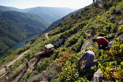 Los trabajadores recogen la uva mientras un tractor transporta todo el material a una parcela de Cruceiro Reixo en la Ribeira Sacra. El consejo regulador apunta a una producción de unos cuatro millones de kilos al cierre de esta campaña.
