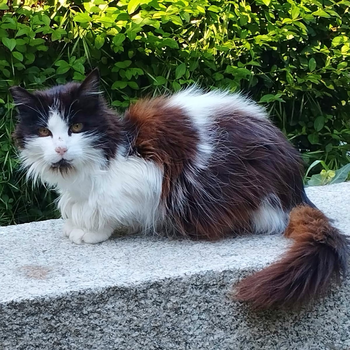 ‘Princesa’ vuelve al Retiro tras su desaparición: a la gata más popular del parque se la llevó una pareja británica