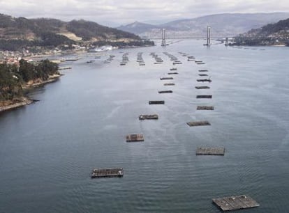 Bateas en las inmediaciones de Moaña, en la ría de Vigo, con el puente de Rande al fondo.