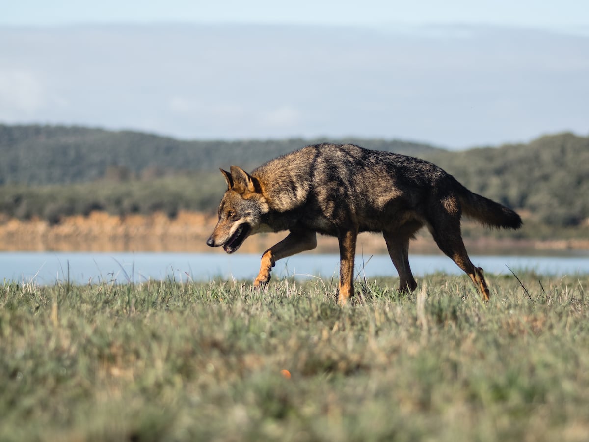 Ofensiva por el lobo en Andalucía: los conservacionistas piden a la Junta que se catalogue como extinto o en peligro de extinción