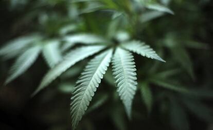 Imagen de una hoja de cannabis en una plantación en California.