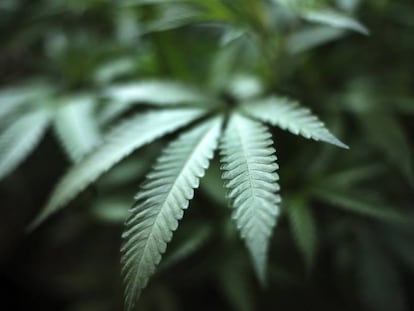 Imagen de una hoja de cannabis en una plantación en California.