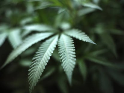 Imagen de una hoja de cannabis en una plantación en California.