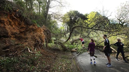 Imagen de la caída de un árbol este domingo en Asturias.