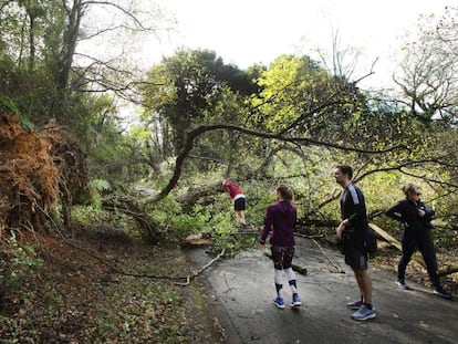 Imagen de la caída de un árbol este domingo en Asturias.