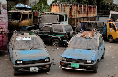 Una cabra se sienta encima de un coche en Dhaka, Bangladesh..