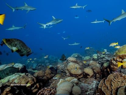 Los arrecifes de coral sanos mantienen la riqueza de la biodiversidad marina.