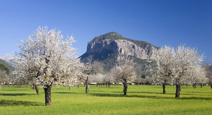 Almendros en flor en Alaró (Mallorca), con la sierra de Tramuntana al fondo.