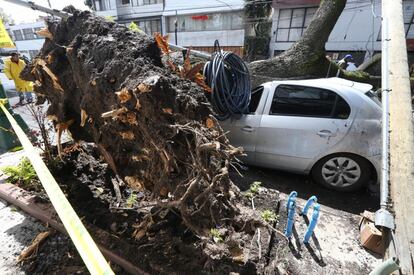 Los árboles se llevaban consigo, al caer, cables de los servicios públicos que regularmente están expuestos.