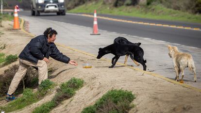 Un hombre comparte su almuerzo con los perros callejeros que llegan en busca de alimentos, en Quintero- Puchuncavi, Chile, en junio de 2023.