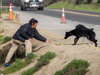 Un hombre comparte su almuerzo con los perros callejeros que llegan en busca de alimentos, en Quintero- Puchuncavi, Chile, en junio de 2023.