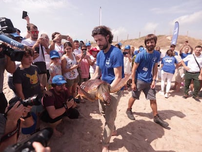 Una tortuga en la presentación de este lunes en El Saler.
 