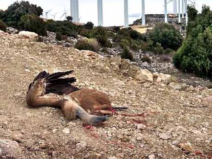Buitre muerto al pie de unos aerogeneradores, en Els Ports.