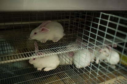 Genetically modified rabbits at the National Institute of Agricultural and Food Research and Technology in Madrid.