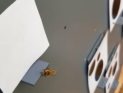 Una abeja entrenada para identificar el número más pequeño de círculos escoge el 'cero'.