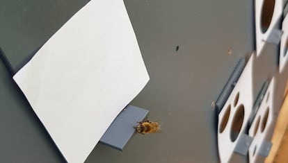 Una abeja entrenada para identificar el número más pequeño de círculos escoge el 'cero'.