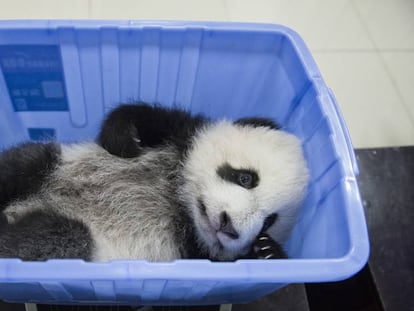 Uno de los cachorros del Centro de Investigación y Reproducción de Chengdu espera sobre la báscula para ser pesado.