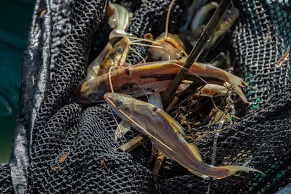 Algunos peces extraídos del río Orinoco.