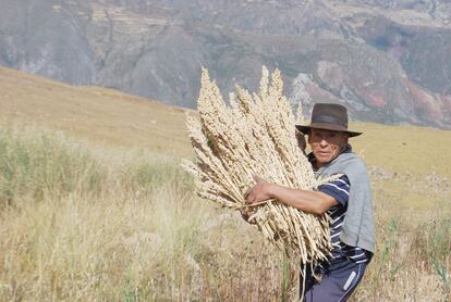 Un campesino peruano lleva varias panojas (espigas) de quinua en la sierra de Ayacucho. En esa zona aún se cultiva de manera artesanal.