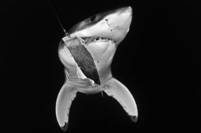 La lucha de un joven tiburón blanco que trata de escapar del arpón y fracasa. Esa ha sido la fotografía captada por el mexicano Rodrigo Friscione Wyssmann en la Bahía Magdalena (Baja California), otra de las imágenes que atrapan el maltrato animal.