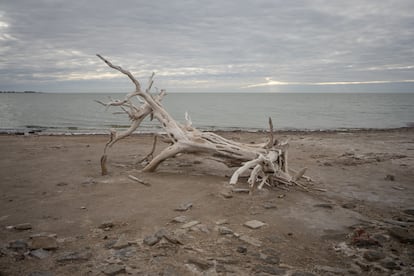 Un arbol petrificado por la sal queda expuesto por la bajante extrema de la laguna.