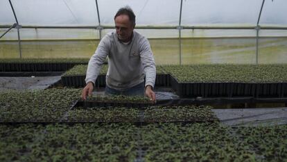 Invernadero con semilleros de plantas de pistacho de  Eurosemillas en 
 Brenes (Sevilla). 