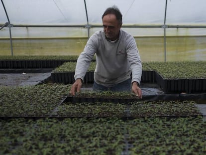 Invernadero con semilleros de plantas de pistacho de  Eurosemillas en 
 Brenes (Sevilla). 