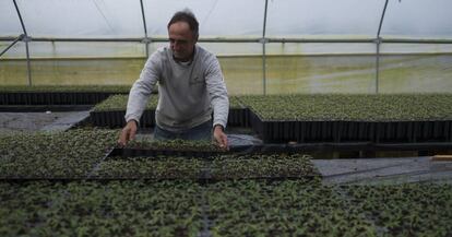 Invernadero con semilleros de plantas de pistacho de  Eurosemillas en 
 Brenes (Sevilla). 