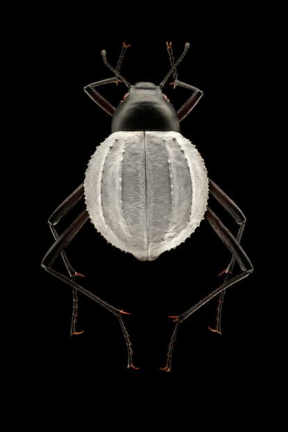 Un tenebriónido. Es una de las grandes 
[post_second_paragraph_adv]
familias a la que pertenecen los escarabajos. Por lo general, estos insectos miden entre 1 y 80 milímetros. 