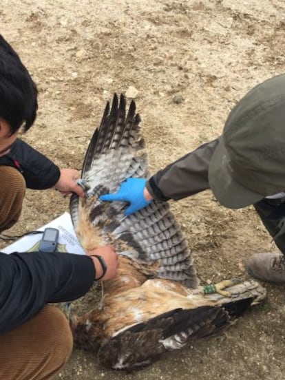 Un naturalista de la asociación GREFA y un Agente Medioambiental de Castilla-La Mancha examinan el cadáver del águila de Bonelli o perdicera 'Álora'.