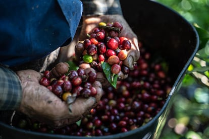 Un trabajador recoge cerezas de café durante la cosecha en Fredonia en Antioquia, Colombia