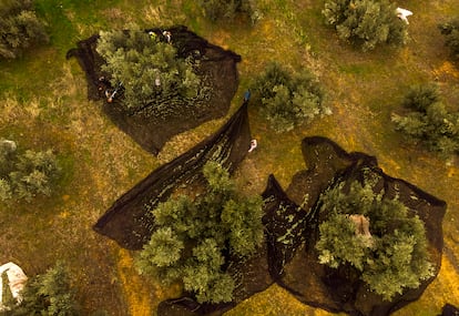 La explotación ecológica de Eufrasio Astasio a vista de dron  este miércoles durante la recolección. Se observa como el terreno está verde debido a que el agricultor no lo labra, lo que hace más resiliente a su explotación y favorece la captura de un mayor porcentaje de dióxido de carbono, el principal gas de efecto invernadero. 