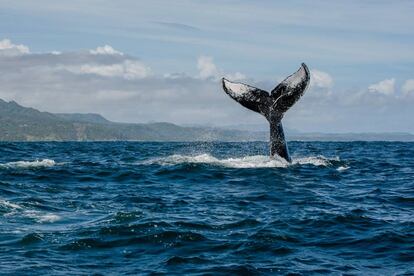 Una ballena jorobada en la bahía de Samaná.