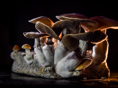 Cultivo de hongos 'Psilocybe cubensis', con efectos alucinógenos, en un laboratorio de Washington.
