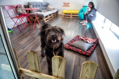 'Sinjin', en uno de los espacios de la guardería canina DogHouser, en Madrid.