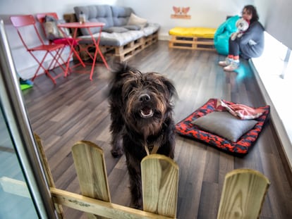 'Sinjin', en uno de los espacios de la guardería canina DogHouser, en Madrid.