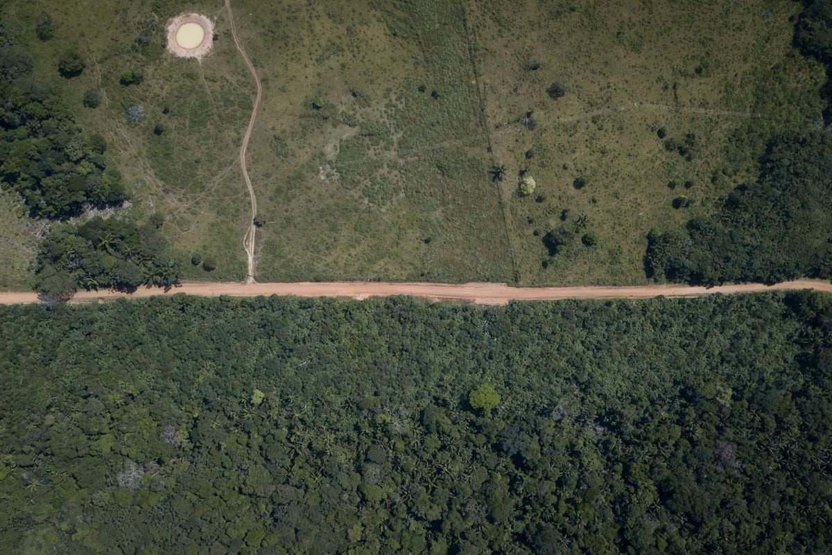 Crisis ambiental en América Latina: alarmante pérdida de bosques tropicales primarios