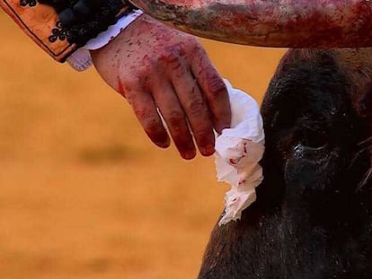 Captura de pantalla de Canal Toros en la que Morante de la Puebla toca con su pañuelo la testuz del toro el 10 de mayo en la Maestranza.