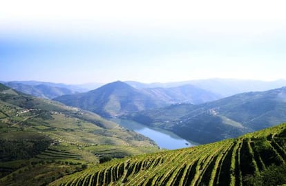 Paisagem de vinhedos na Quinta do Infantado, em ­Pinhão, situada na região do Douro.