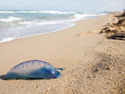 Una carabela portuguesa en una playa del litoral mediterráneo.