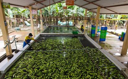 Las babanas se limpian en un depósito de agua en la finca La Lucha en Machala, Ecuador.